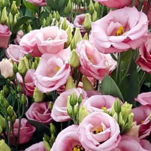 Lisianthus Rosita 3 Pink