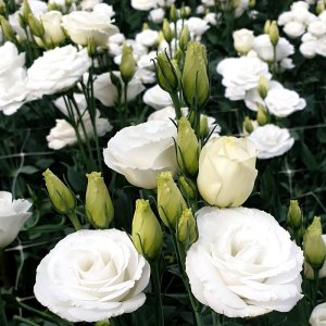 Lisianthus Rosita 3 Pure White 575