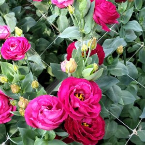 Lisianthus Rosita 3 Red