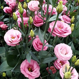 Lisianthus Rosita 4 Rose Pink