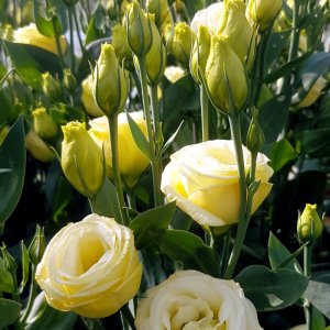 Lisianthus Rosita 4 Yellow