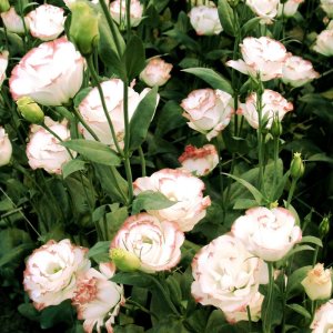 Lisianthus Rosita 1 Pink Picotee