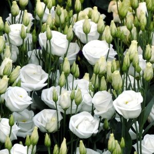 Lisianthus Rosita 1 Pure White