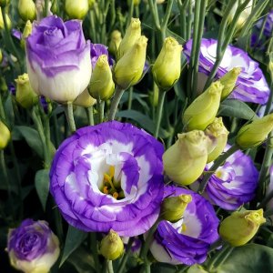 Lisianthus Rosita 2 Blue Picotee