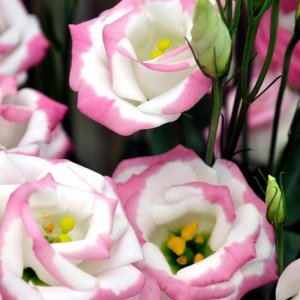 Lisianthus Rosita 3 PinkPicotee