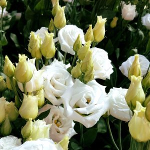 Lisianthus Rosita 2 Pure White 484