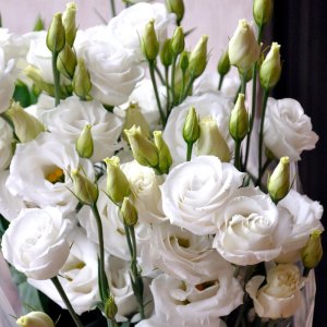 Lisianthus Rosita 2 White