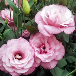 Lisianthus Mariachi Pink