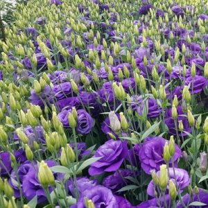 Lisianthus Mariachi Blue