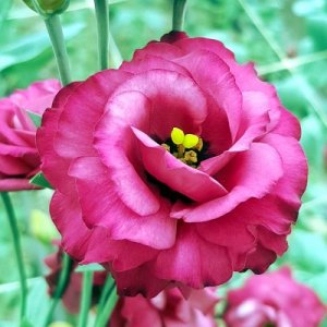 Lisianthus Mariachi Carmine