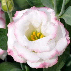 Lisianthus Mariachi PinkPicotee