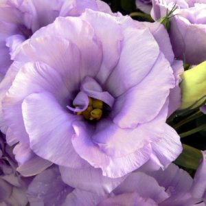 Lisianthus Mariachi Lavender