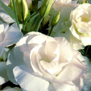 Lisianthus Mariachi PureWhite