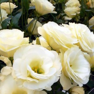 Lisianthus Mariachi Yellow