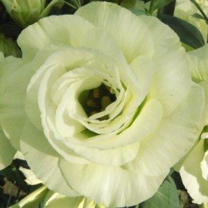 Lisianthus Mariachi LimeGreen