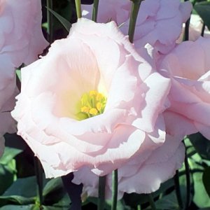Lisianthus Mariachi LightPink