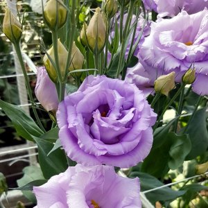 Lisianthus Reina 2 Deep Lavender