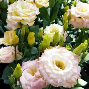 Lisianthus Reina 2 Champagne