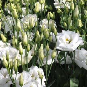 Lisianthus Robella 2 PureWhite