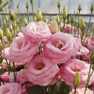 Lisianthus Robella 3 ClearPink