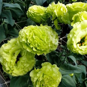 Lisianthus Rosanne 2 Green