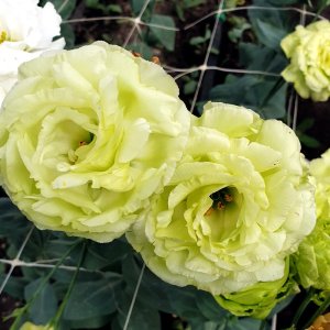 Lisianthus Rosanne 2 Bright Green