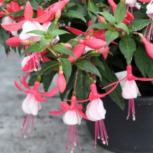 Fuchsia hybrida Bella Fuchsia Evita