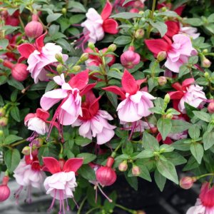 Fuchsia hybrida Bella Fuchsia Julia