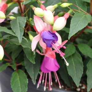 Fuchsia hybrida Bella Fuchsia Mariska