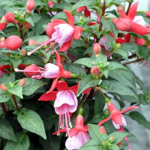 Fuchsia hybrida Bella Fuchsia Nikita