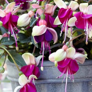 Fuchsia hybrida Bella Fuchsia Olivia