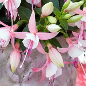 Fuchsia hybrida Bella Fuchsia Sophia