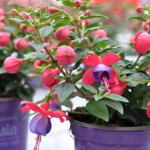 Fuchsia hybrida Bella Fuchsia Susanna