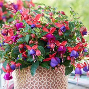 Fuchsia hybrida Bella Fuchsia Vera