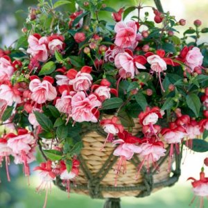 Fuchsia hybrida Bella Fuchsia Laura