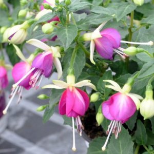 Fuchsia hybrida Bella Fuchsia Nora