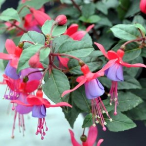 Fuchsia hybrida Bella Fuchsia Sarah