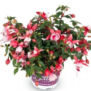 Fuchsia hybrida Bella Fuchsia Hilda