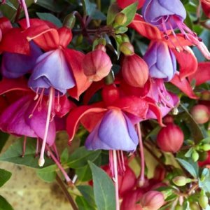 Fuchsia hybrida Bella Fuchsia Maria