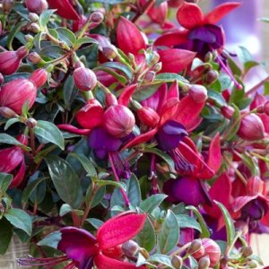 Fuchsia hybrida Bella Fuchsia Soila