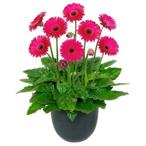 Gerbera-Garvinea-Sweet-Sparkle