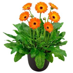 Gerbera-Garvinea-Sweet-Sunset