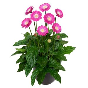 Gerbera-Garvinea-Sweet-Femmy