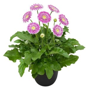 Gerbera-Garvinea-Sweet-Fiesta