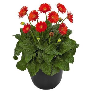 Gerbera-Garvinea-Sweet-Glow