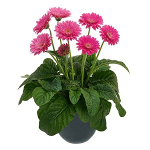 Gerbera-Garvinea-Sweet-Maggie