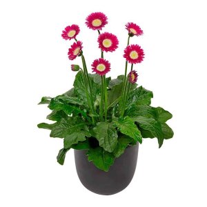 Gerbera-Garvinea-Cheeky-Magenta