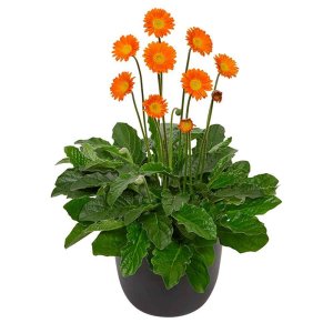 Gerbera-Garvinea-Cheeky-Orange