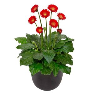 Gerbera-Garvinea-Cheeky-Red