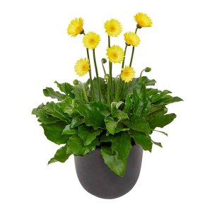 Gerbera-Garvinea-Cheeky-Yellow